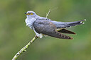 BUITEN BEELD Foto: 435834