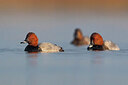 BUITEN BEELD Foto: 435840