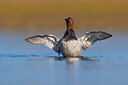 BUITEN BEELD Foto: 435841
