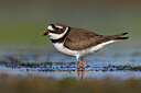 BUITEN BEELD Foto: 435842