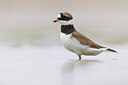 BUITEN BEELD Foto: 435846