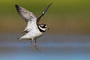 BUITEN BEELD Foto: 435849