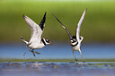 BUITEN BEELD Foto: 435851