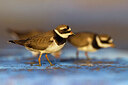 BUITEN BEELD Foto: 435854