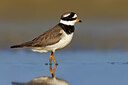 BUITEN BEELD Foto: 435855