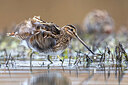 BUITEN BEELD Foto: 435859