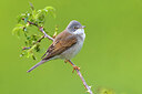 BUITEN BEELD Foto: 435861