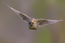 BUITEN BEELD Foto: 435870