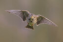 BUITEN BEELD Foto: 435871