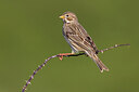BUITEN BEELD Foto: 435873