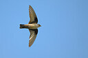 BUITEN BEELD Foto: 435874