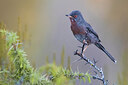 BUITEN BEELD Foto: 435881