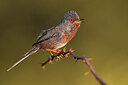 BUITEN BEELD Foto: 435883