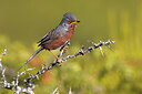 BUITEN BEELD Foto: 435884