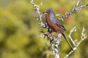 BUITEN BEELD Foto: 435885