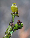 BUITEN BEELD Foto: 435887