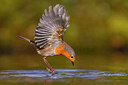 BUITEN BEELD Foto: 435892
