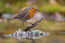 BUITEN BEELD Foto: 435893