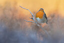 BUITEN BEELD Foto: 435894