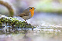 BUITEN BEELD Foto: 435895