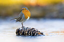 BUITEN BEELD Foto: 435896