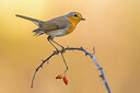 BUITEN BEELD Foto: 435897
