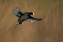 BUITEN BEELD Foto: 435899