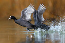 BUITEN BEELD Foto: 435900