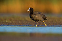 BUITEN BEELD Foto: 435902