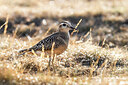 BUITEN BEELD Foto: 435903