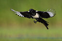 BUITEN BEELD Foto: 435911