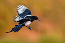 BUITEN BEELD Foto: 435912