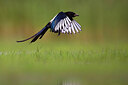 BUITEN BEELD Foto: 435913