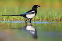 BUITEN BEELD Foto: 435914