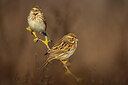 BUITEN BEELD Foto: 435919