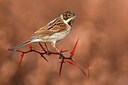 BUITEN BEELD Foto: 435920