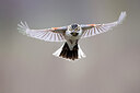 BUITEN BEELD Foto: 435921
