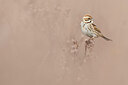 BUITEN BEELD Foto: 435922