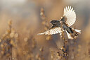 BUITEN BEELD Foto: 435924