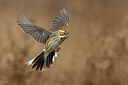 BUITEN BEELD Foto: 435928