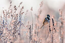 BUITEN BEELD Foto: 435929