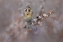 BUITEN BEELD Foto: 435931