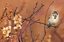 BUITEN BEELD Foto: 435933
