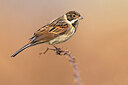 BUITEN BEELD Foto: 435934