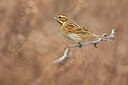 BUITEN BEELD Foto: 435936