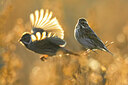 BUITEN BEELD Foto: 435939