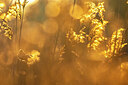 BUITEN BEELD Foto: 435940