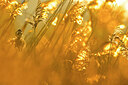 BUITEN BEELD Foto: 435943