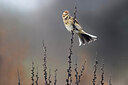 BUITEN BEELD Foto: 435945