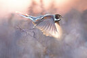 BUITEN BEELD Foto: 435946